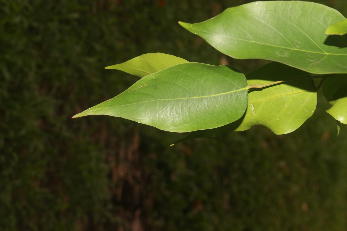 Hopea brevipetiolaris (Thwaites ex Trimen) P.S.Ashton